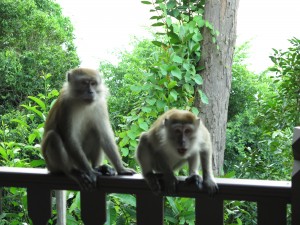 Monkey monkey